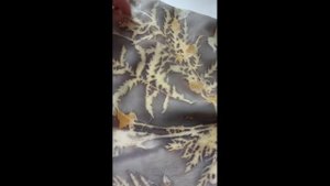 Экопринт.Печать на ткани с помощью листьев и трав.Золотарник