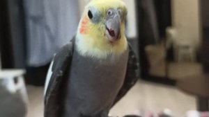КОРЕЛЛА Петруша разговаривает 🐦