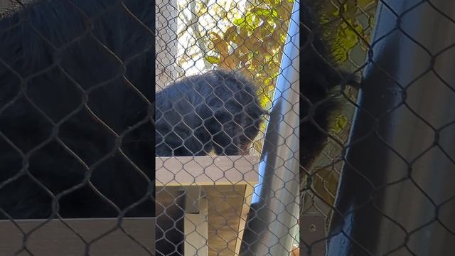 San Diego zoo binturong is not a popcorn cat/bear just just smells/looks like it @bestwishes101 смотреть онлайн