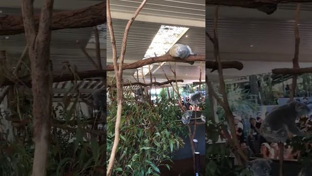 Koala 2 смотреть онлайн