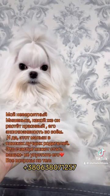 #собака #puppy #maltipoo #животные #счастье #топ #собаки #любовь #pets #мальтезекорея #щенкимальтез