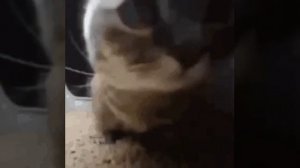 мемный котик