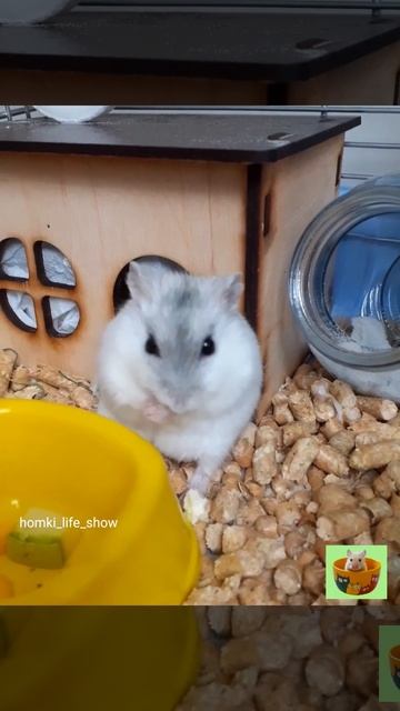 Джунгарский Хомячок Буся Кушает #Shorts