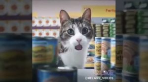 Коты ходят в магазин