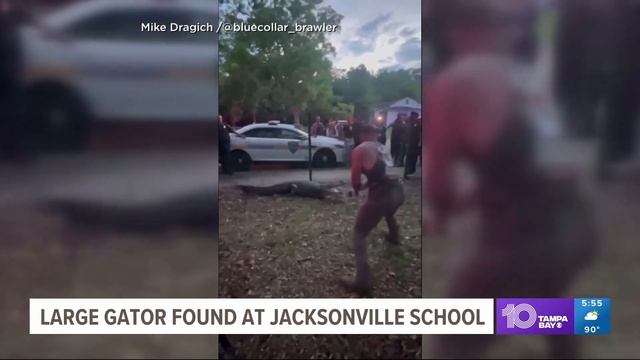 Florida MMA fighter wrestles 10-foot alligator outside Jacksonville elementary school смотреть онлайн