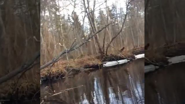 Когда на охоте нет дичи))))Охота 2019 мы отдыхали как могли)))))) смотреть всем))))) смотреть онлайн