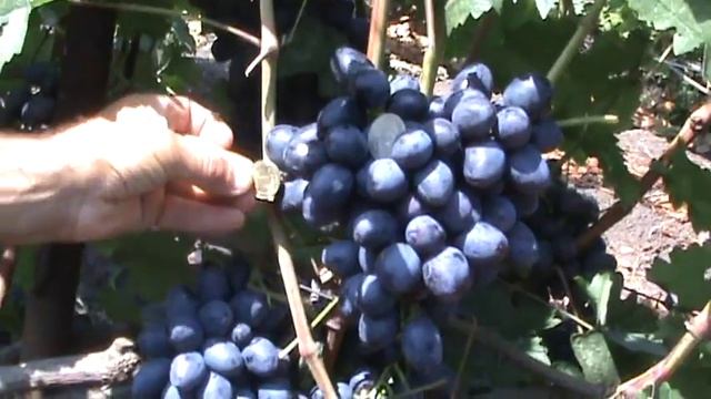 Краса Балок смотреть онлайн