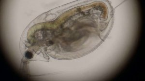 Juvenile Daphnia sp.