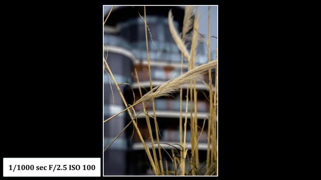 Sigma 56mm EF-M Lens London Photography from Putney Bridge to Albert Bridge Canon M50 Mark II