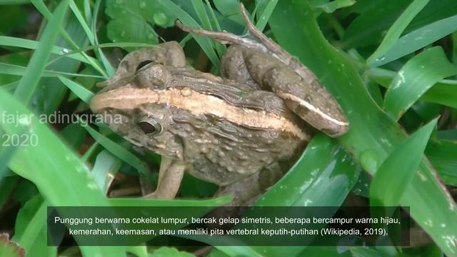 KODOK KATAK TEGALAN (Fejervarya limnocharis) смотреть онлайн