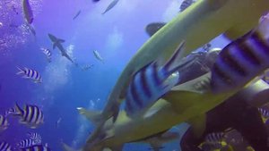 Scuba diving with bull sharks in Beqa Lagoon in Fiji