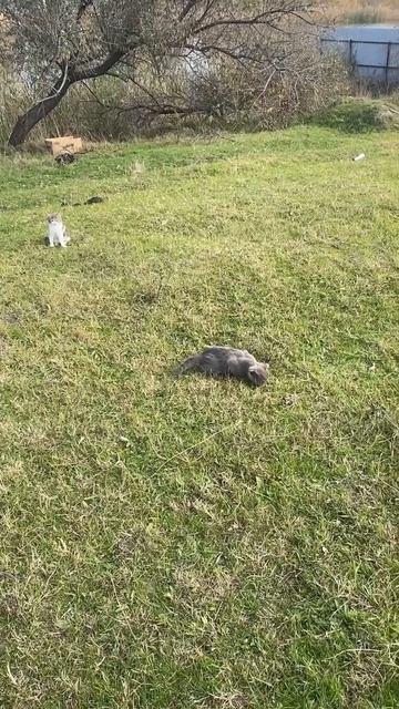 Породистые котята на природе