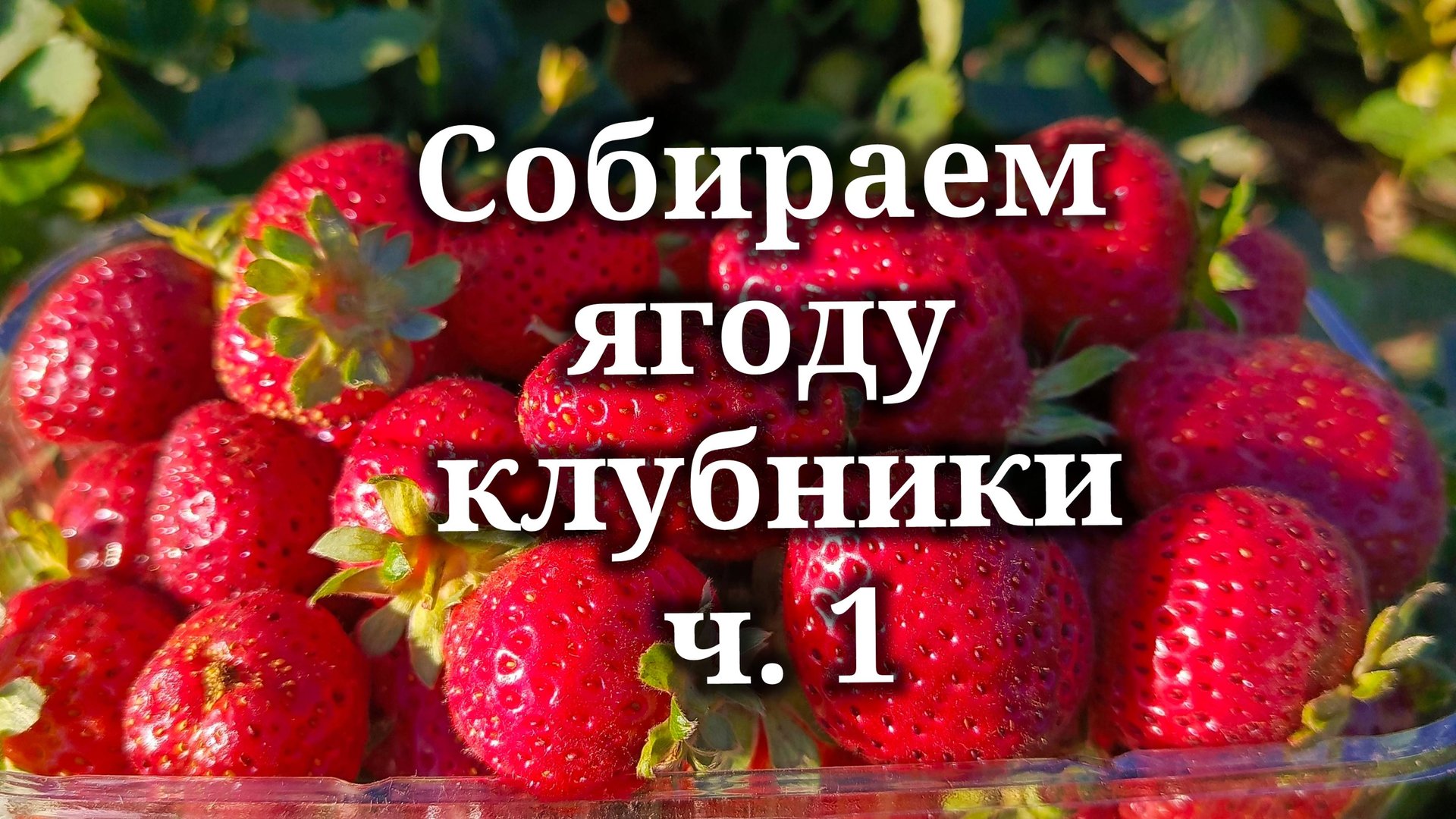 17 октября собираем ягоду клубники смотреть онлайн