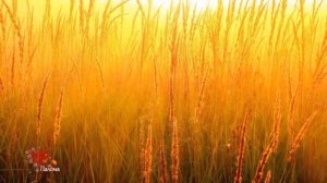 Моя Земля Соколовы Виталий и Наталия