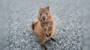 The Quokka: Australia's Happiest Marsupial - Exploring the Charismatic World of the Smiling Quokka