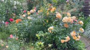 Июль в Саду 14 июля 2024 часть 3