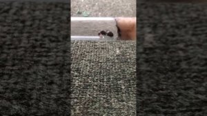 Содержание Camponotus nicobarensis!