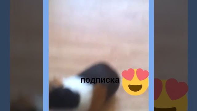 Битва морских свинок!!!!!!!!! смотреть онлайн