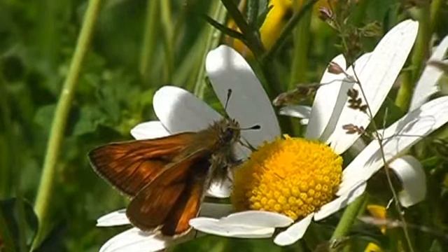 Large Skipper on Ox-eye Daisy - Rostfarbiger Dickkopffalter смотреть онлайн