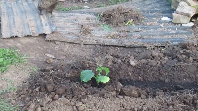 Ёжик в огороде: пришел и поел творога  #ежик#ежиквогороде#дачасадогород