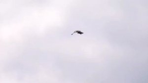 Сокол Сапсан нападает на голубя. Falcon Peregrine Falcon attacks the pigeon.