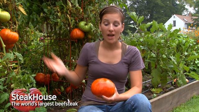 Burpee SteakHouse Hybrid Tomato