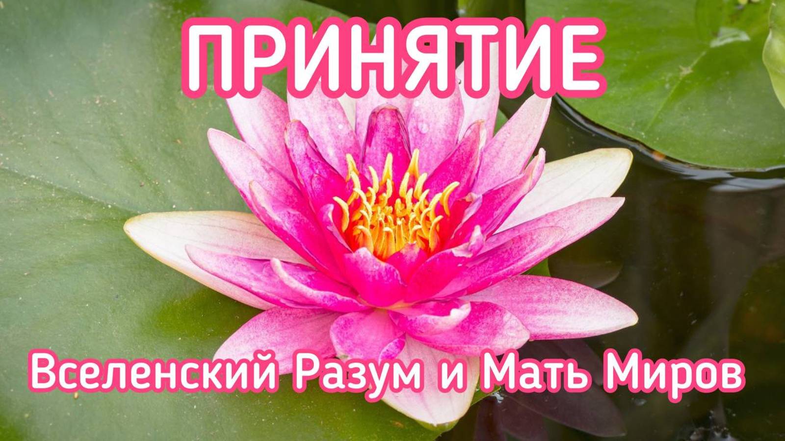 ПРИНЯТИЕ  ВСЕЛЕНСКИЙ РАЗУМ И МАТЬ МИРОВ