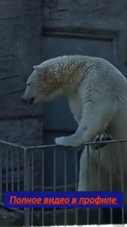 canadian prison for polar bears , тюрьма для белых медведей в Канаде