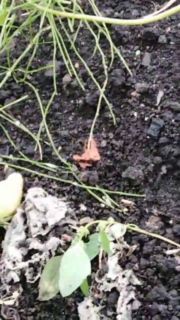 ремонтантная клубника 27.09.22 смотреть онлайн