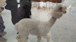 Альпака-ферма "Лу-лу" в деревне Космакова