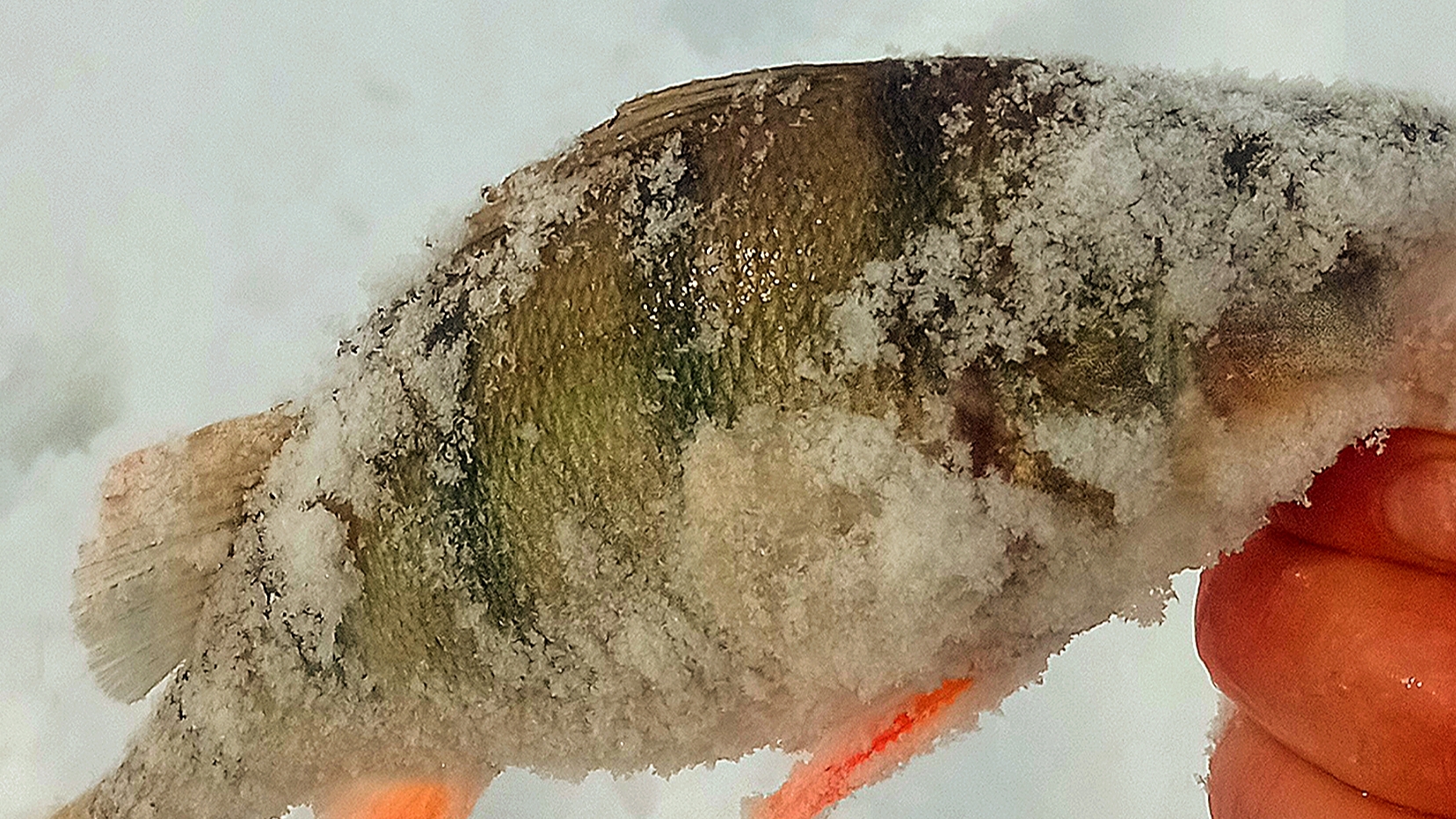 СУДАК СУДАКОМ,НО РЫБАЛКА НА КРУПНОГО ОКУНЯ ТОЖЕ ХОРОША!РЫБАЛКА НА ВОДОХРАНИЛИЩЕ!Рыбалка 2025 смотреть онлайн