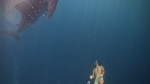 Short clip of whale shark in sumbawa смотреть онлайн