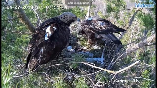 Aquila heliaca27042019 смотреть онлайн