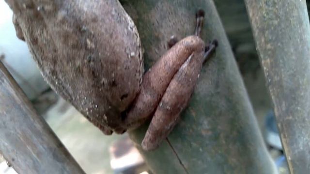 The tree frog (গেছো ব্যাঙ) смотреть онлайн