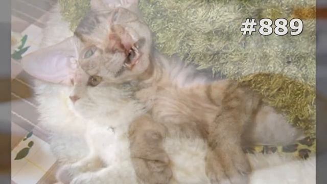 #889. Самые улетные кошки смотреть онлайн