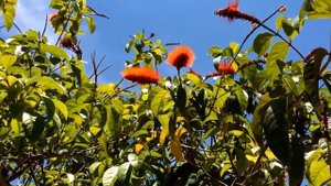 Combretum aubletii ( Monkey Brush )