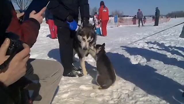 В Щекино состоялись гонки на хасках и маламутах. смотреть онлайн