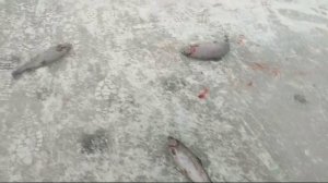 WhatsApp Video 2025-02-08 at 10.01.40