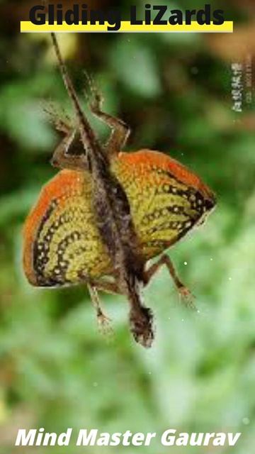 देखलो असली Dragon...🔥 | Draco Lizard | #Shorts | Alpha Infinity X смотреть онлайн