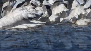 American White Pelicans Herding Fish: NARRATED