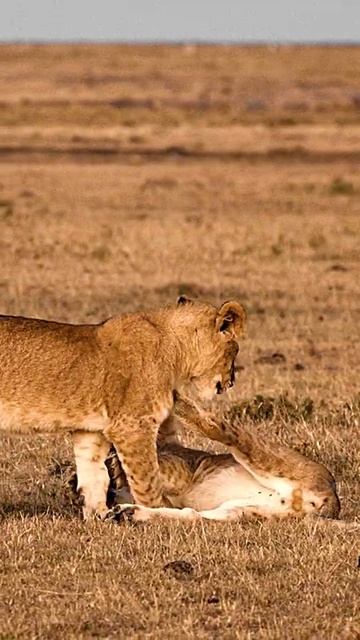 Lion King Simba Remade with Real Animals | Wild Animals Cinema Cartoon Voices and Sounds Remake Cut смотреть онлайн