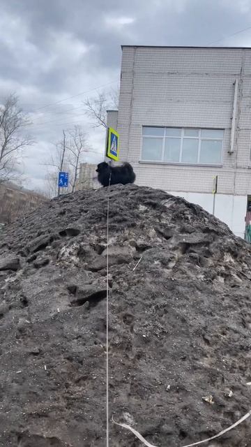 #shortvideo #shorts Царь горы смотреть онлайн