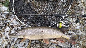 Микро-речка, 6 февраля 2025 года. Крокодильчик