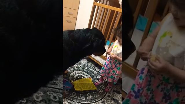 Baby Leyla feeding Efe the Rottweiler смотреть онлайн