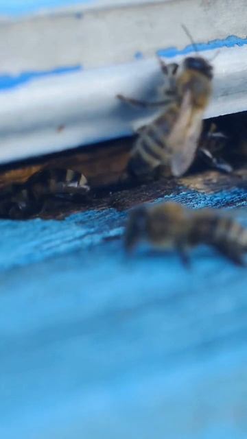 Discovering the Hidden World of Bees (#2] #facts#honeybees# смотреть онлайн