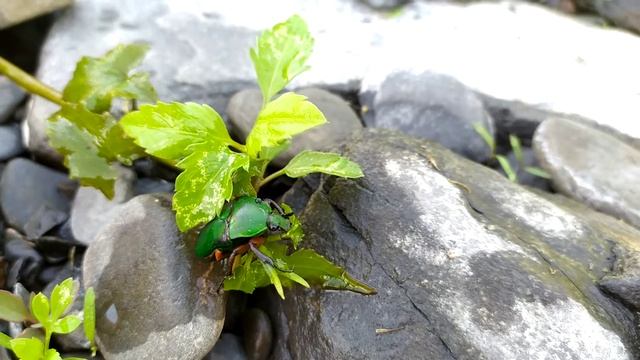 台灣騷金龜整理觸鬚 смотреть онлайн