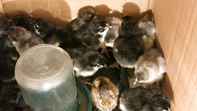 02.02.2022. Россия. Краснодарский край. Маранчики и лакеданзи. Возраст 1,5 суток смотреть онлайн