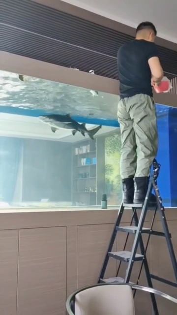 КОРМЛЕНИЕ АКУЛ #fish #аквариум #aquarium #tropicalfish #fishaquarium #акула #aqula #colourfish смотреть онлайн