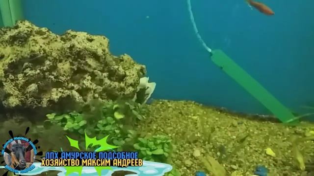 Бой Сомиков смотреть онлайн