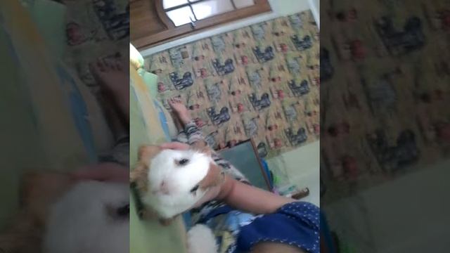 Моя морская свинка!!!! смотреть онлайн